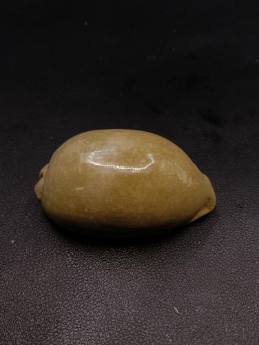 Large green cypraea - large, mauritia