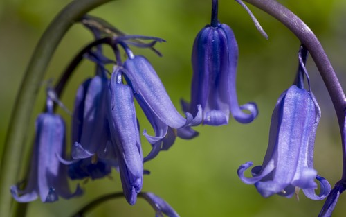 English bluebell bulbs - bluebell,
