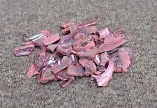 Abalone paua shell pieces
