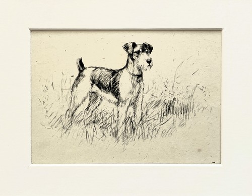 Fox terrier dog vintage - , sketch