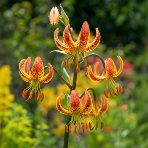Lilium martagon must - martagon, 2