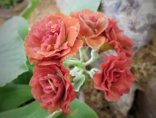 Primula auricula cinnamon - primula,