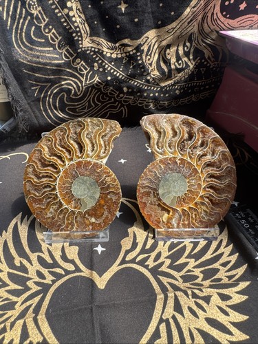 Ammonite cut and polished - cut, pair