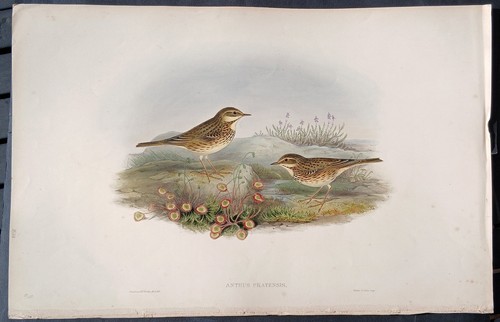 John gould birds - john,