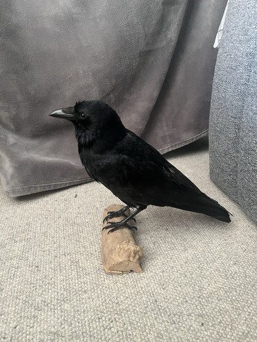 Carrion crow - crow, (corvus