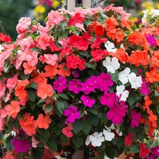 Perfect plants busy lizzie - perfect,