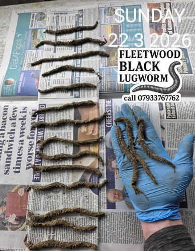 Frozen black lugworm - frozen,