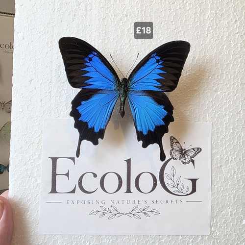 Papilio ulysses set specimen - ulysses,
