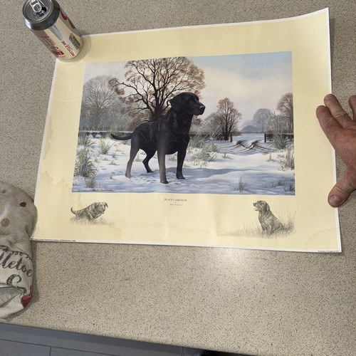Black labrador print nigel - black,
