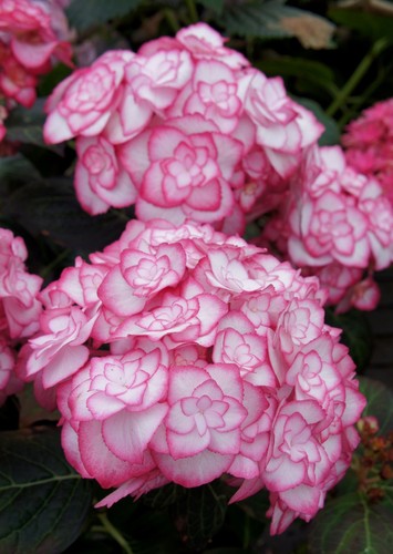 Hydrangea miss saori - hydrangea, in