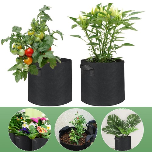 Gal large plant grow - gal,
