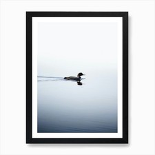 Loon On A Lake In The Boundary
