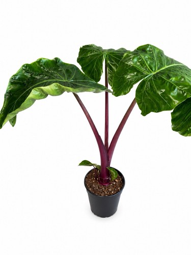 Alocasia yucatan princess 15cm - alocasia,