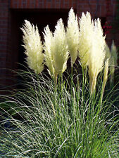 CORTADERIA SELLOANA WHITE -