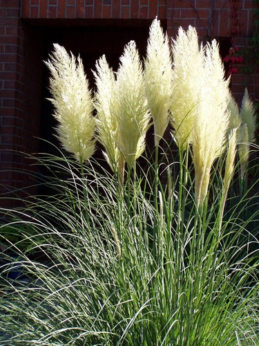 Cortaderia selloana white - selloana,