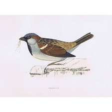 BIRDS Sparrow - Hand Coloured