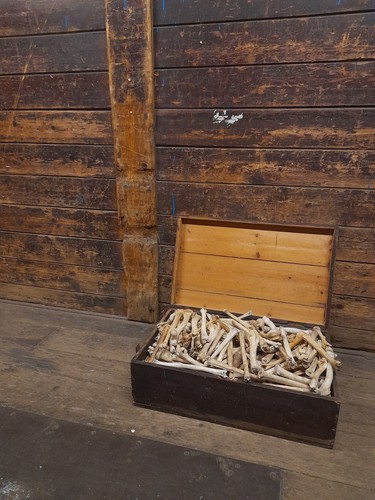 Taxidermy art skeleton - taxidermy,