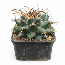 Mammillaria boelderliana SEEDS