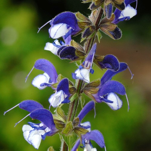 Salvia madeline hardy - madeline,
