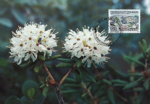 Ledum groenlandicum - ledum,