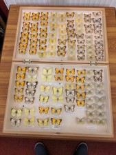 Large storage Box With yellow Colias Butterflies, Mostly African. Lepidoptera