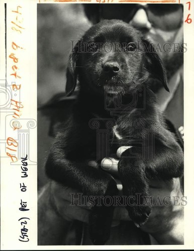 1982 press photo mixed breed - press,