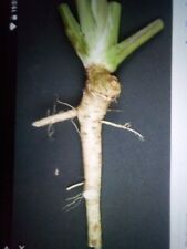 4  Fresh Horseradish plants