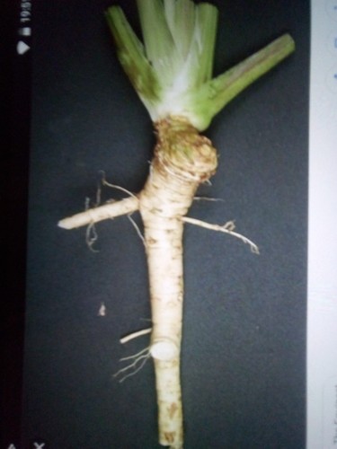 Fresh horseradish plants - fresh,