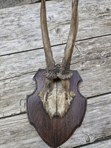 Antique roe deer skull horns - roe,