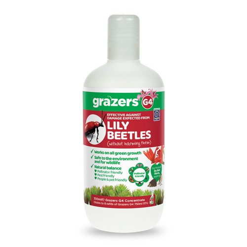 Grazers lily beetle - lily,