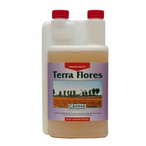 Canna terra flores - flores, plant
