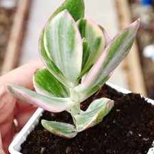 Exact Plant - Crassula Ovata Tricolour Variegated Jade Plant