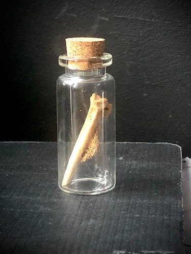 Rabbit leg bone with - leg,