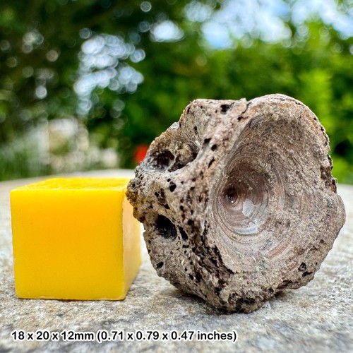 Fossil bony fish vertebrae - fish,
