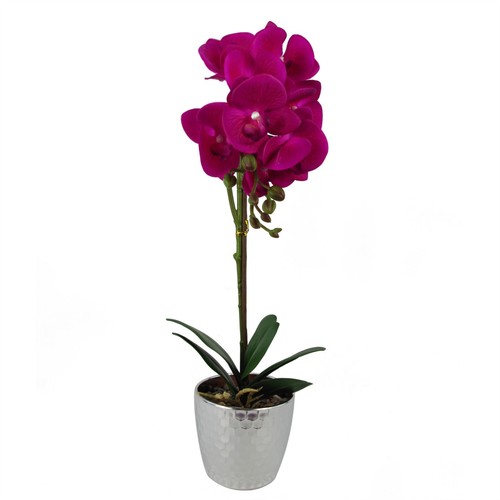 50cm phalaenopsis orchid - phalaenopsis,