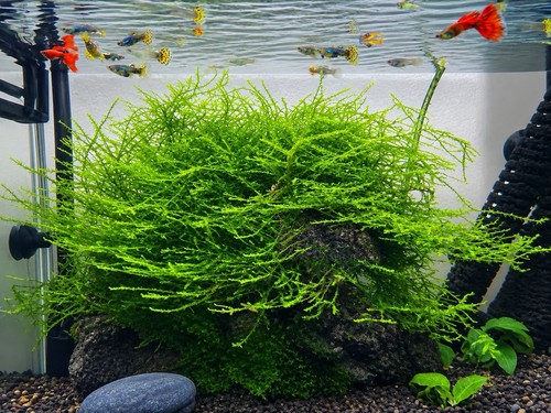 Live aquarium java - live, moss