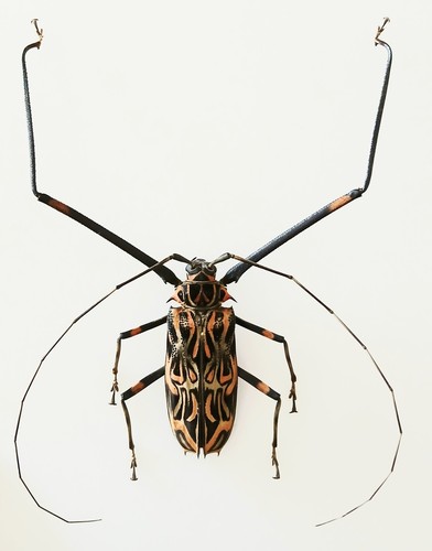 Acrocinus longimanus harlequin - longimanus,