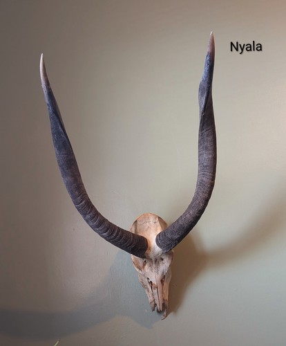 Nyala skull bones taxidermy - skull,, bones,