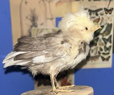 Taxidermy Unmounted Bantam