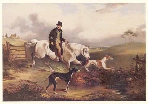Greyhound coursing horse dog - horse,