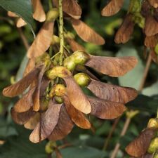 2x Young Sycamore Tree Sapling Plants BARE ROOT British Native