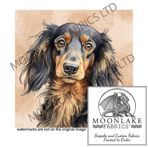 Dachshund long hair - dachshund, 100%