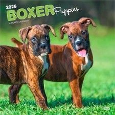 Boxer Puppies | 2026 12x24"