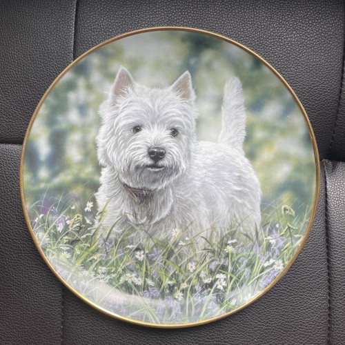 Dog westy porcelain - dog, paul