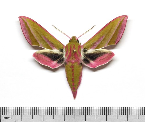 Mh0432 deilephila elpenor - deilephila,