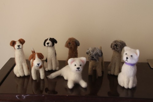 Border westie jack russell - border,,