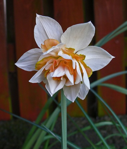 Potted litre replete - potted, 1