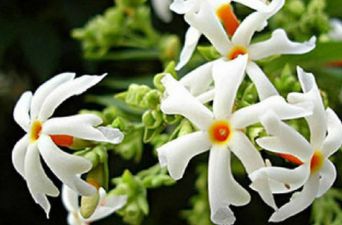 Night blooming jasmine - 10,