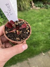 Venus Fly Trap, Dionaea