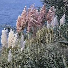 Ornamental Grass Seed -